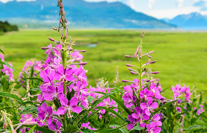 Bluewave CREDIT UNION ROUND UP DEBIT CARD PROGRAM FIREWEED FLOWERS