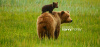 Bluewave CREDIT UNION ALASKA BROWN GRIZZLY BEARS MOMMA BABY BEAR