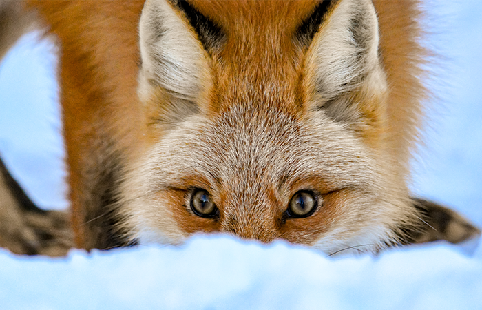 2020 WINNING CALENDAR PHOTO OF FOX PEEKING OVER SNOW